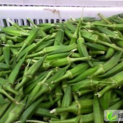 浙江三门黄秋葵：小雄镇余贤斌