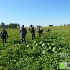 黑龙江萝北全福999：江滨农杨德纯