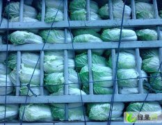 山东安丘胶州大白菜：三十里张海明