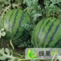 山西忻府山西西瓜。甜瓜：曹张乡周东宁