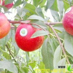 2013山东蒙阴48油桃6月29日最新报价