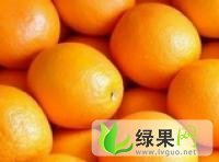 广西叶橘：广西省林乔利