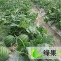 山东惠民冠龙：胡集镇周丽梅