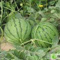 山东惠民花皮无籽：胡集镇王新忠
