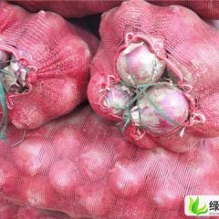 山东惠民红皮洋葱：杨恒