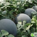 湖北江陵无籽瓜有籽瓜：马甲寨魏本善