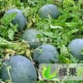 湖北松滋黑皮无籽：八宝镇向龙波