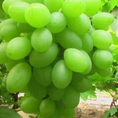 优质套袋青提（维多利亚）葡萄！