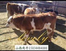 山西省夏洛莱肉牛犊价格便宜