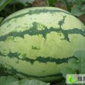 湖北钟祥中山蒋军：代办京欣冠龙无籽瓜