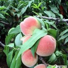 2013山东蒙阴蜜桃6月30日最新报价