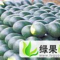 湖北荆州区黑美人：菱角湖阮修元
