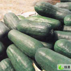 河南新野县城郊乡曹小强：子弹头黑皮冬瓜