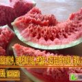 山东东明黑美人——杨保中