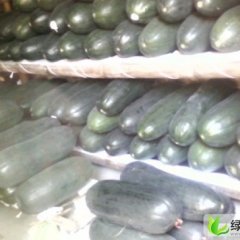 河南中牟子弹头黑皮冬瓜：韩寺镇李正强