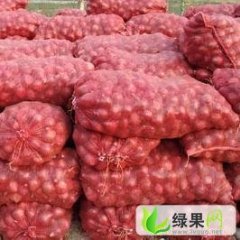 山东惠民红皮洋葱：李庄镇刘洪国
