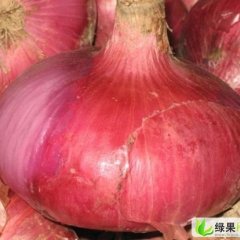 甘肃靖远红皮洋葱：大芦乡王宝库