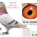 河北清苑8424西瓜：将庄王先生