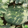 山东巨野花皮无籽：章缝镇王少先