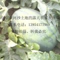 山东长清丰收：平安赵先生