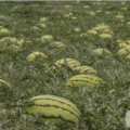 甘肃靖远高湾西瓜欢迎各地新老朋友光顾