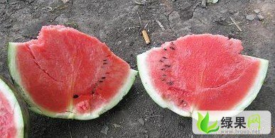 黑龙江北林地雷瓜：红旗满王海波