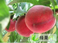 河北饶阳京春.苹果桃等各种早中晚熟品种