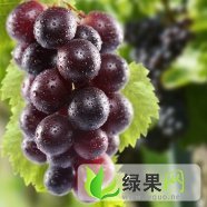 河北省衡水市饶阳县大量供应无核 乒乓球 维多利