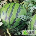 陕西大荔京欣：高明镇李仲斌