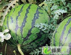 陕西大荔京欣：高明镇李仲斌