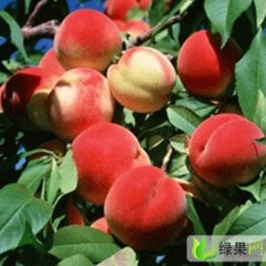 山东泗水春雪：中册镇杨玉同