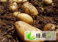 锦州市右卫镇金晓微：荷兰15 早大白