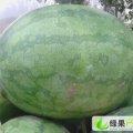 山东惠民丰收3号：姜楼镇李丙戌