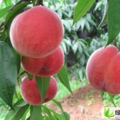 山东安丘红冠蜜桃：王家庄黄河