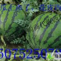 河北博野京欣：十里铺孟凡松