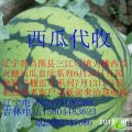 吉林双辽京欣：三江口张克