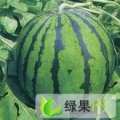 河北固安京欣：马公庄刘建