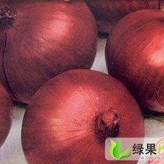 山东惠民红皮洋葱：李庄镇田家风