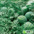 陕西大荔京欣：樊先生