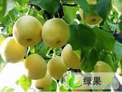 安徽砀山酥梨：程庄金龙