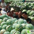 山东高唐各种种类：固河巩德勇