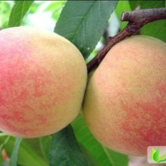 陕西红不软：临潼区张浩林