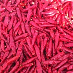 山东金乡三樱椒：卜集乡吴松旺