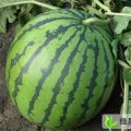 河南中牟花皮无籽：韩寺镇林彦磊