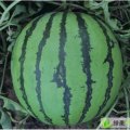 河南淮阳8424西瓜：新站镇宋旋旋