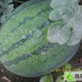 山东章丘抗丰3号：高官寨小许