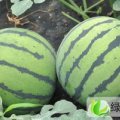 河北保定京欣西瓜已经大量上市，今日特价7毛，