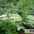 湖北钟祥京欣：石门水朱涛