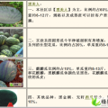 山东东明黑皮无籽：大屯镇代海良