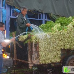 本处是淄博最大的芹菜种植基地